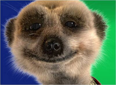 meerkat_400