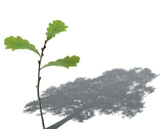 sapling